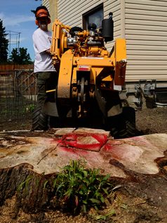 Stump Removal Service