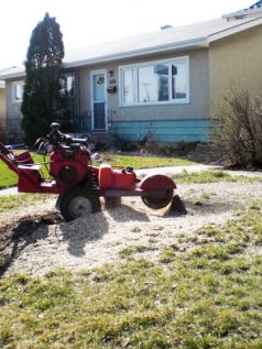 Residential Stump Removal