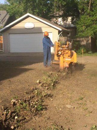 Hedge Removal Edmonton