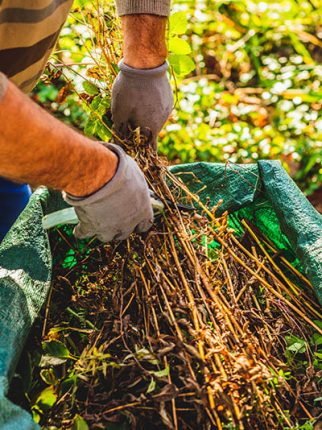 Hedge Removal Cleanup